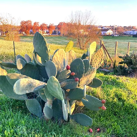 Hébergement de vacances Casa Ar Da Beira - Serra Da Estrela - Belmonte (Castelo Branco)