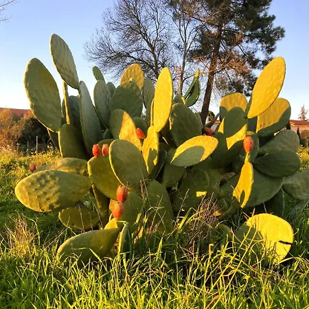 Casa Ar Da Beira - Serra Da Estrela - * Belmonte (Castelo Branco)
