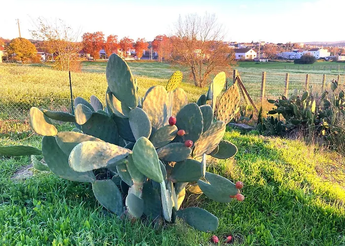 Dom wakacyjny Casa Ar Da Beira - Serra Da Estrela - Belmonte (Castelo Branco)