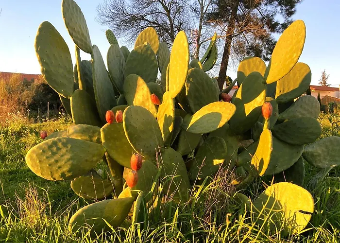 Casa Ar Da Beira - Serra Da Estrela - * Belmonte (Castelo Branco)